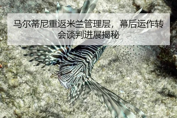 ma-er-di-ni-chong-fan-mi-lan-guan-li-ceng-mu-hou-yun-zuo-zhuan-hui-tan-pan-jin-zhan-jie-mi-3-397.jpg