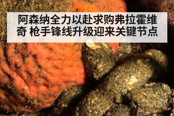 阿森纳全力以赴求购弗拉霍维奇 枪手锋线升级迎来关键节点